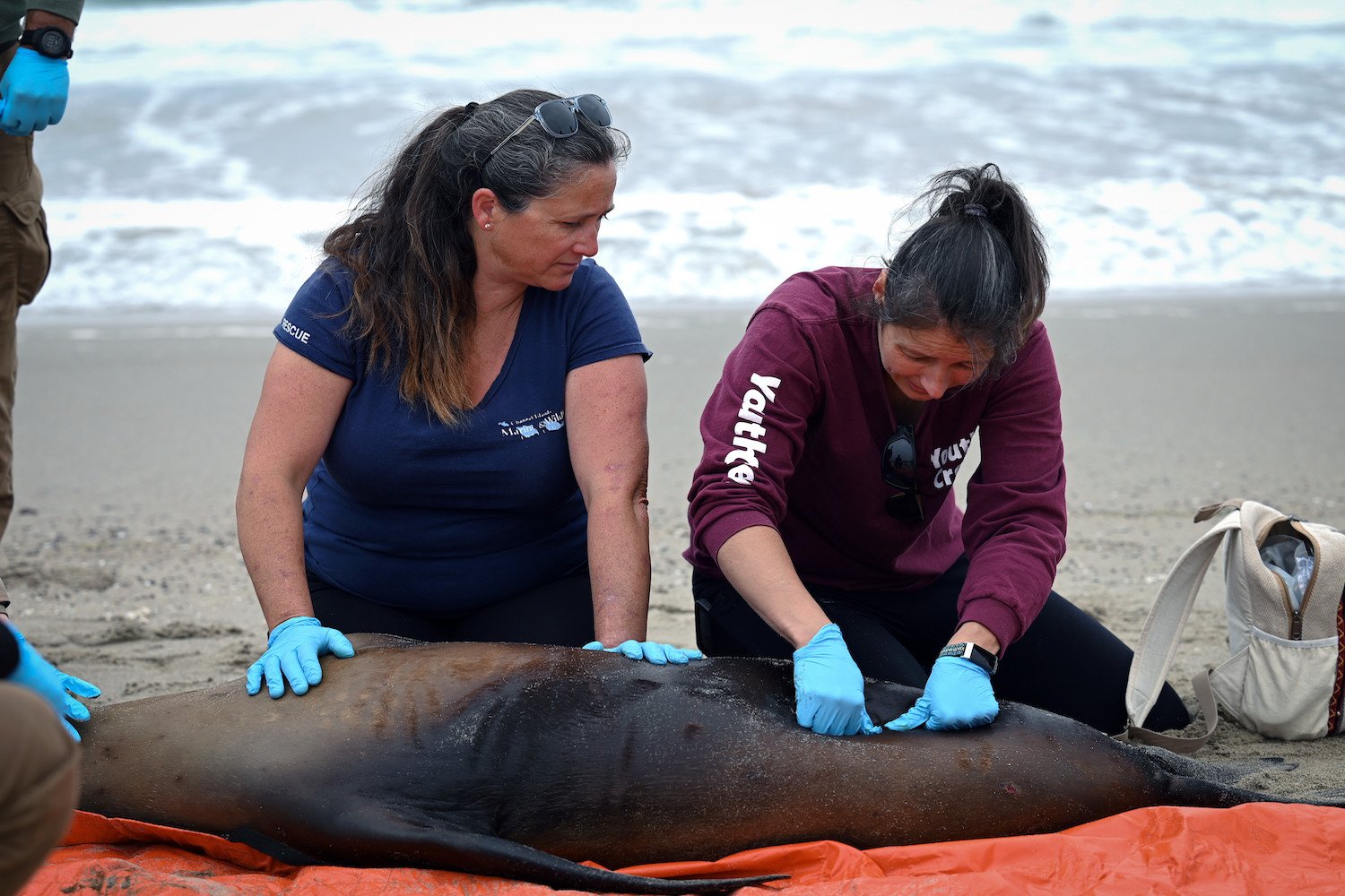 California Sea Lions Are Behaving Strangely Amid Brain- Attacking Algae Outbreak