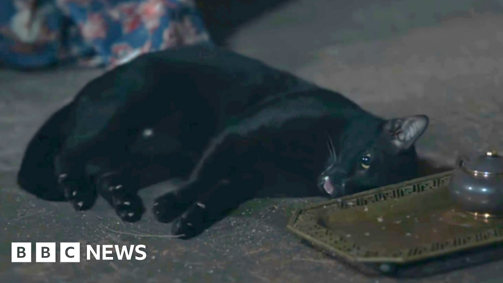 Convulsing cat in Thai TV drama sparks abuse concerns