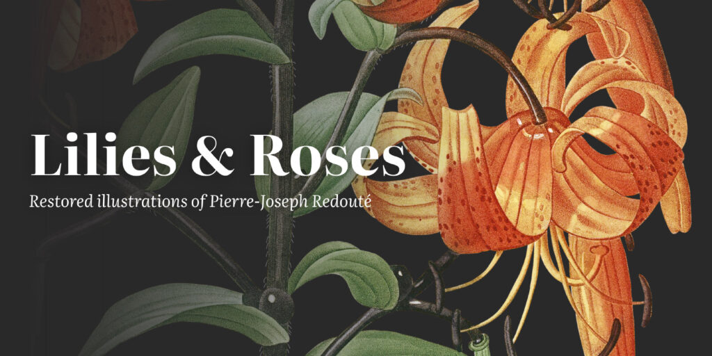 Behold a Digital Restoration of 655 Plates of Roses & Lilies by Pierre- Joseph Redouté: The Greatest Botanical Illustrator of All Time