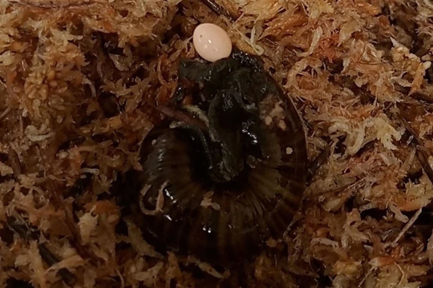 Feels Like That Should Hurt: Scientists Capture Rare Snail Laying Egg Through Neck Hole