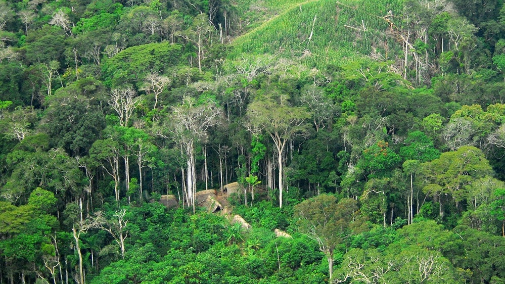 Indigenous Man From Uncontacted Tribe Shows Up in Brazilian Village