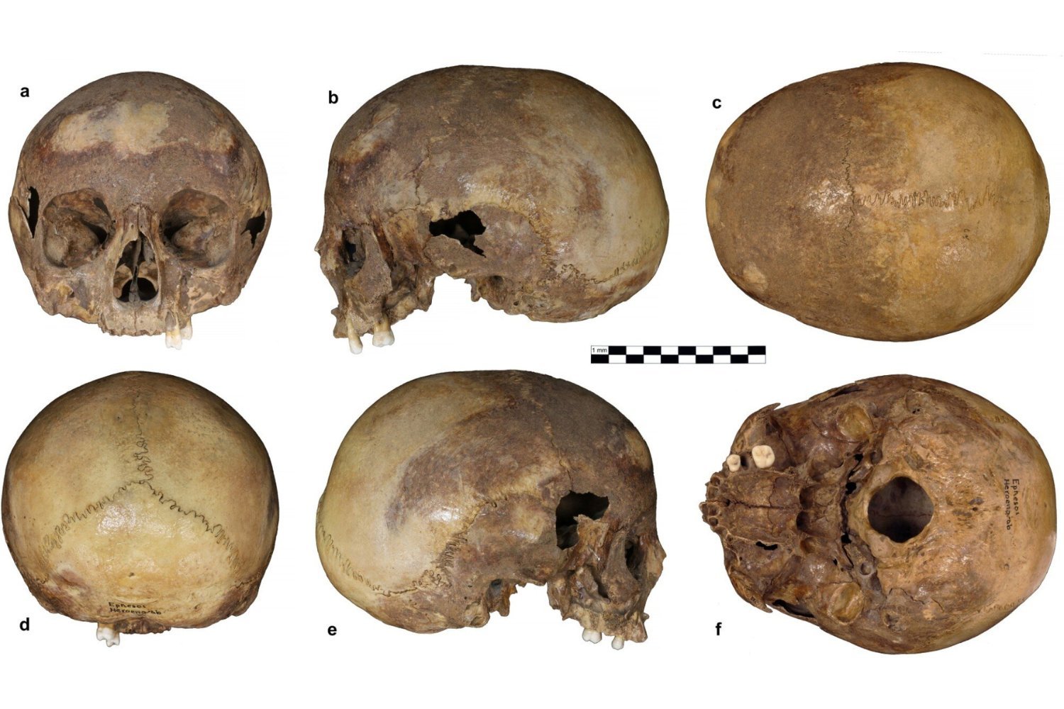 Skull Linked to Cleopatra’s Half- Sister Is Not What It Seems