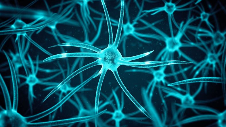New Research Debunks Myth That Brain Cells Stop Growing After Childhood