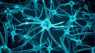 New Research Debunks Myth That Brain Cells Stop Growing After Childhood