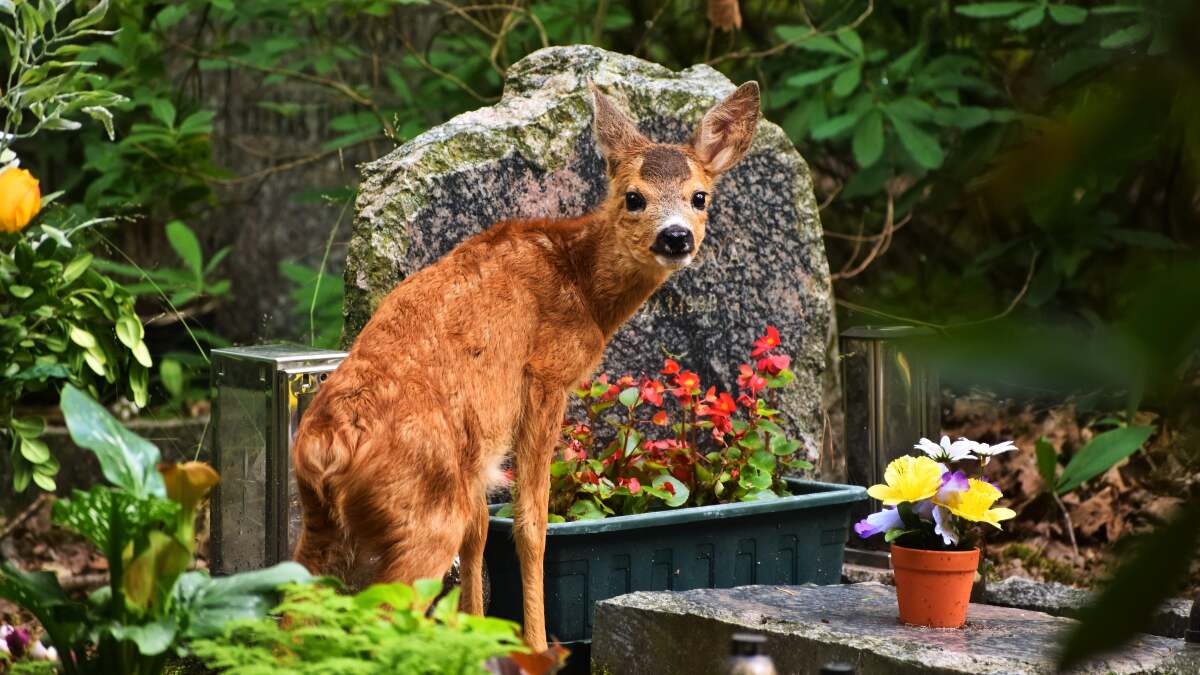 10 Flowers That Deer Won&#039;t Immediately Gobble Up