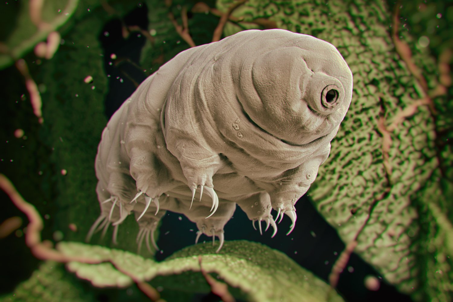 A Protein Borrowed From Tardigrades Could Give Us Radiation Body Armor