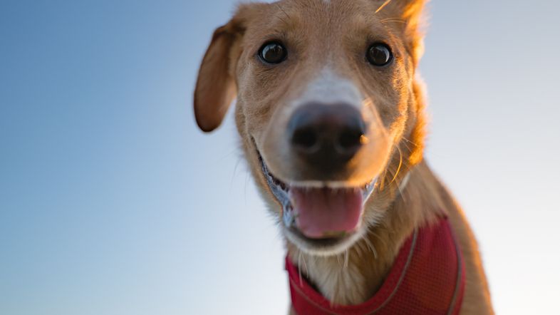 Can we ever understand our dogs?