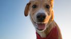 Can we ever understand our dogs?