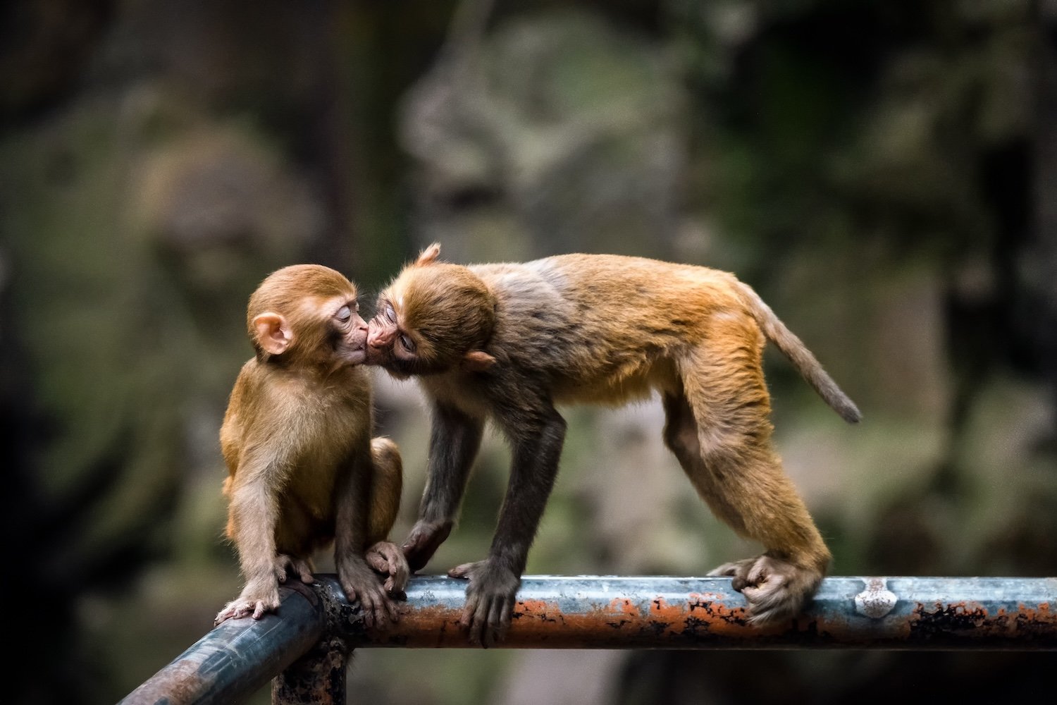 The Saga of South Carolina's Escaped Lab Monkeys Isn't Over Yet