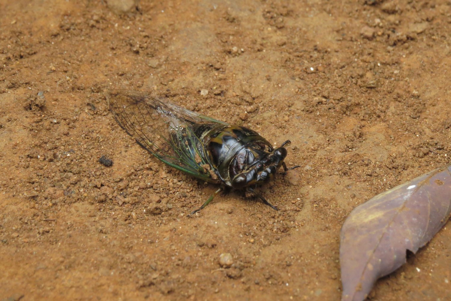 The Next Wave of 17- Year Cicadas Is About to Party, Scream, and Die