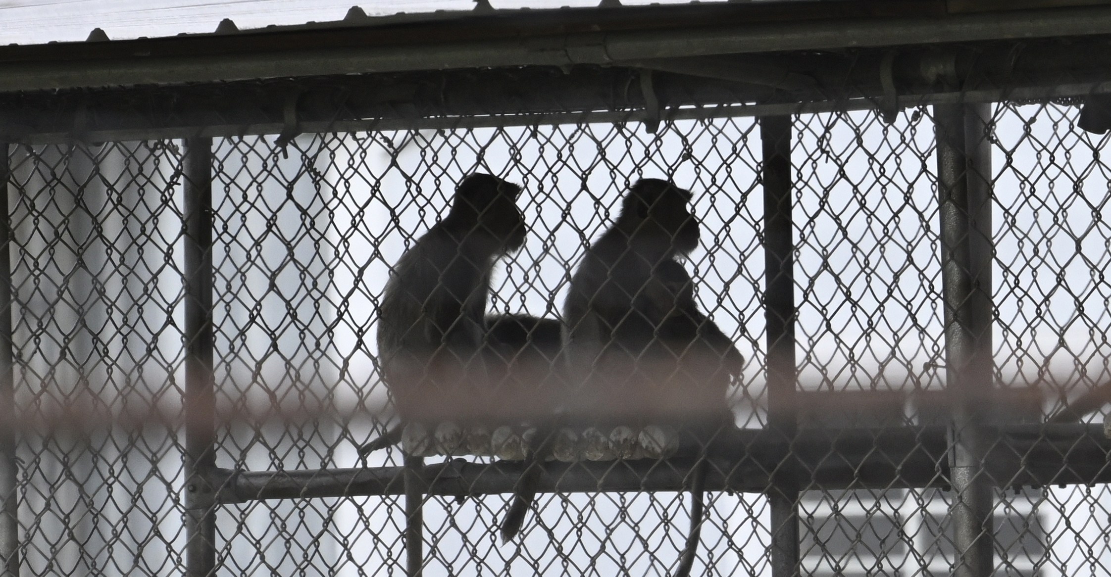 43 lab monkeys escaped in South Carolina. They have a legal claim to freedom.