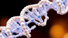 Synthetic Human Genome Project gets go ahead