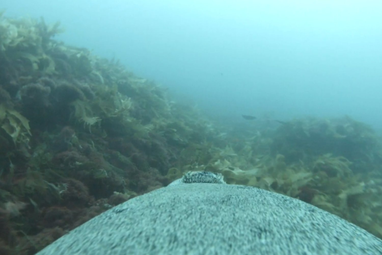 Footage From Cameras Strapped to Sea Lions Is As Cool As You'd Expect