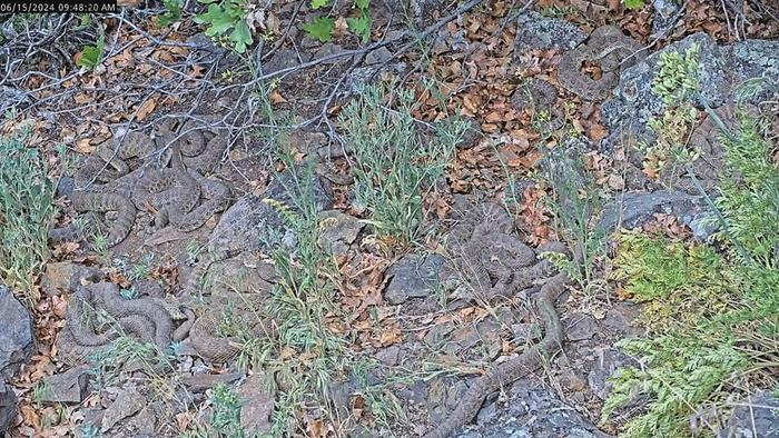 Here's a Livestream of Thousands of Rattlesnakes in a 'Mega Den'
