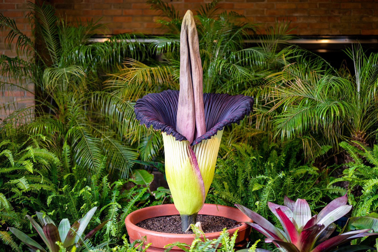 Scientists Discover What Makes the Corpse Flower Produce Its Rotting Flesh Stench