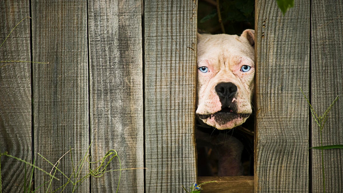 We Asked the Experts: Can Your Dog Really Prevent Home Break- Ins?