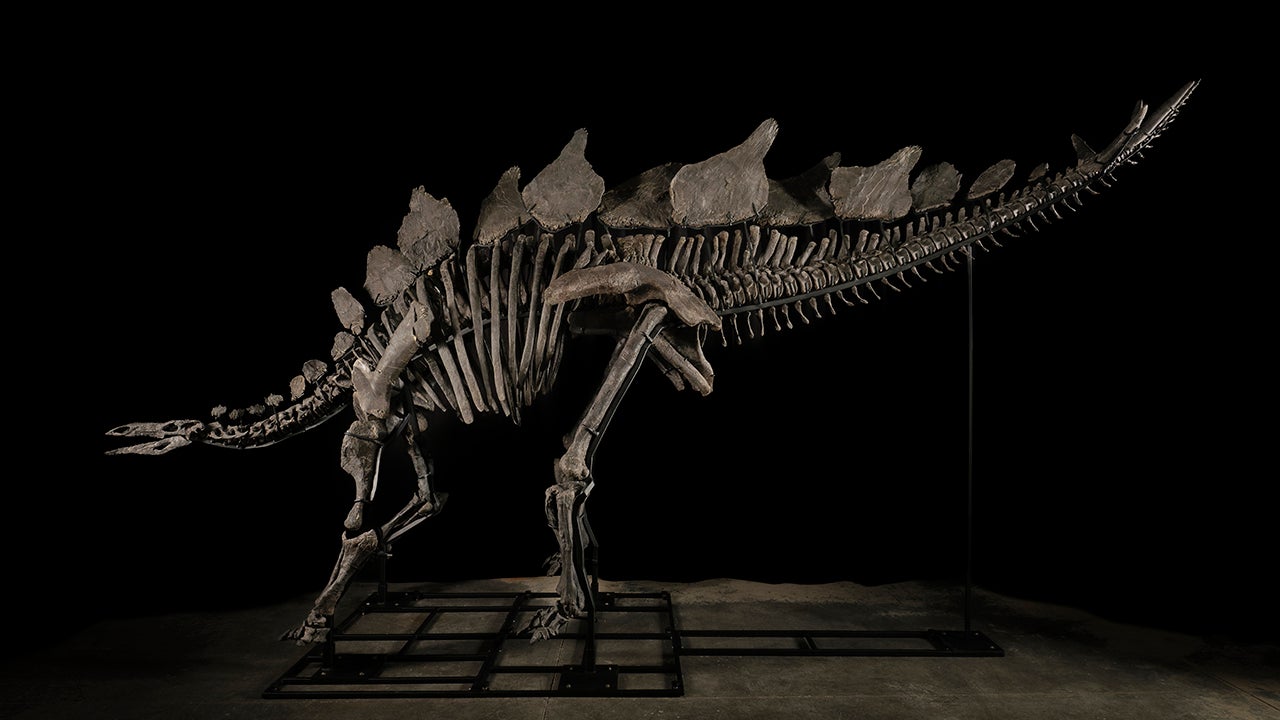 'Apex' Stegosaurus Skeleton Becomes the Most Expensive Fossil Ever Sold at Auction - IGN