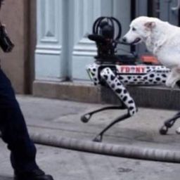 Viral Photo of Dog Humping a Robot Dog Is Sadly Fake