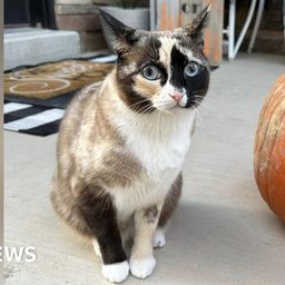 Stowaway cat accidently mailed to California in returned package