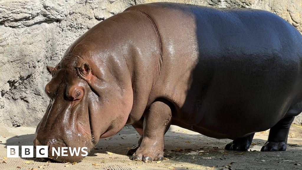 Male hippo in Japan zoo found to be female