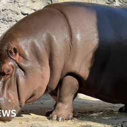 Male hippo in Japan zoo found to be female