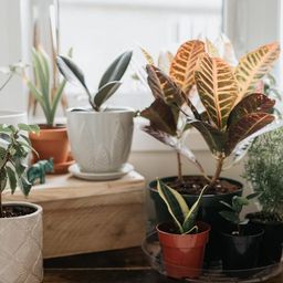 Want to Get Rid of Bugs? Try One of These Common Houseplants