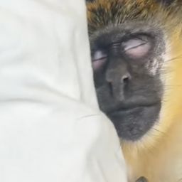 Scientists Allege a TikTok Famous Monkey Was Stolen From the Wild in Florida — And Not Rescued From a Lab, as His Influencer Owner Claims