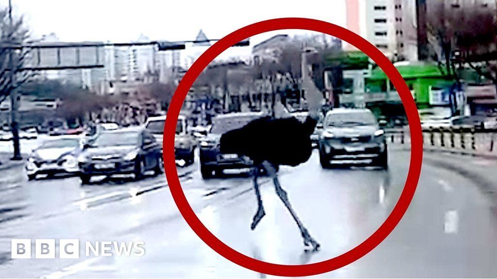Watch: Escaped ostrich runs loose in South Korea