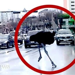 Watch: Escaped ostrich runs loose in South Korea