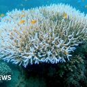 Coral bleaching: Fourth global mass stress episode underway - US scientists